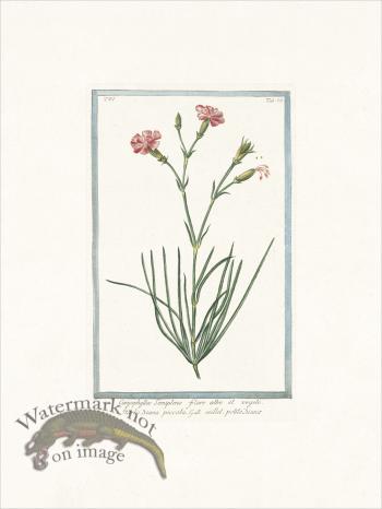 Bonelli 524 Pink Diane